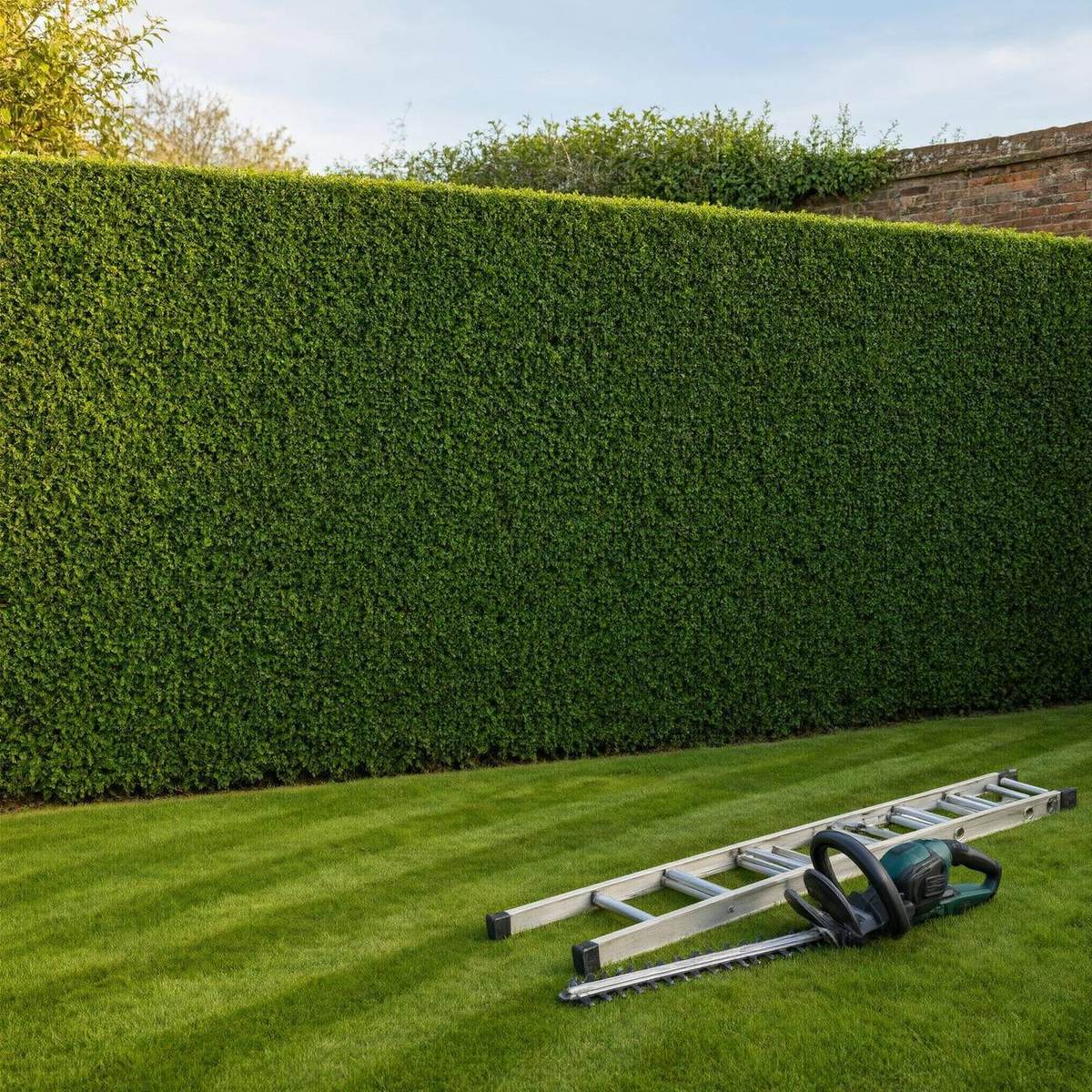 Freshly cut hedge line